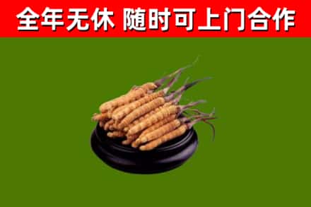 梅州回收冬虫夏草