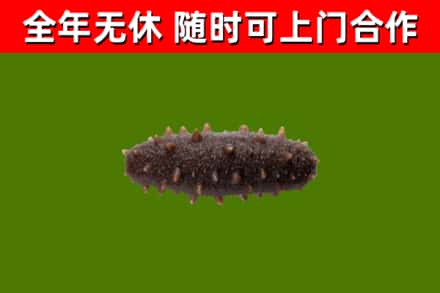 梅州回收海参干